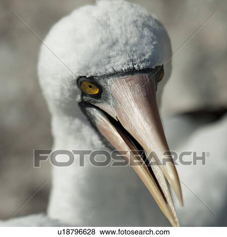 Stock Photo - Close-up of a Nazca Booby (Sula granti), Prince Philip's Steps, Genovesa Island, Galapagos Islands, Ecuador. Fotosearch