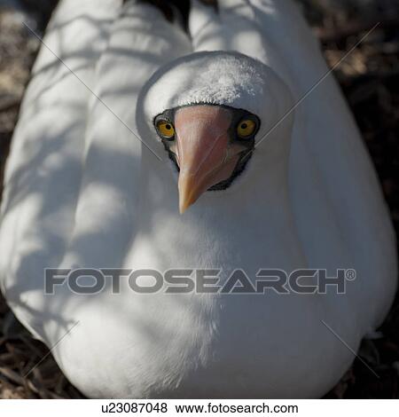 Close-up of a Nazca Booby (Sula granti), Prince Philip's Steps, Genovesa Island, Galapagos Islands, Ecuador View Large Photo Image Stock Photo - Close-up of a Nazca Booby (Sula granti), Prince Philip's Steps, Genovesa Island, Galapagos Islands, Ecuador. Fotosearch
