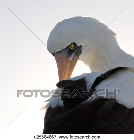 Close-up of a Nazca Booby (Sula granti), Punta Suarez, Espanola Island, Galapagos Islands, Ecuador View Large Photo Image Stock Photo - Close-up of a Nazca Booby (Sula granti), Punta Suarez, Espanola Island, Galapagos Islands, Ecuador. Fotosearch