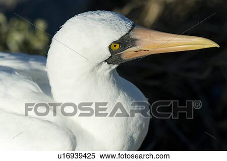Close-up of a Nazca Booby (Sula granti), Punta Suarez, Espanola Island, Galapagos Islands, Ecuador View Large Photo Image Stock Photography - Close-up of a Nazca Booby (Sula granti), Punta Suarez, Espanola Island, Galapagos Islands, Ecuador. Fotosearch