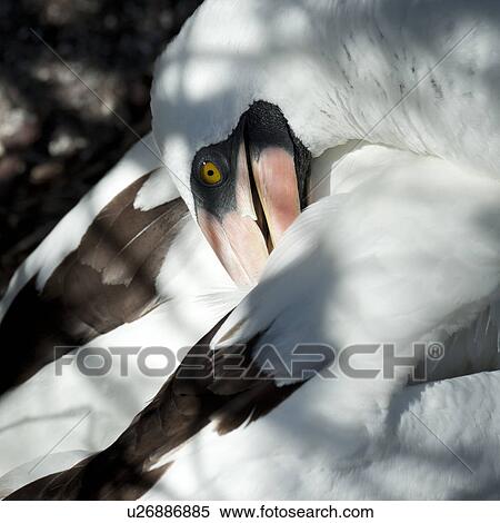 Stock Photography - Close-up of a Nazca Booby (Sula granti), Prince Philip's Steps, Genovesa Island, Galapagos Islands, Ecuador. Fotosearch