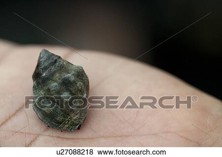 Stock Photo - Close-up of a snail, Puerto Egas, Santiago Island, Galapagos Islands, Ecuador. Fotosearch