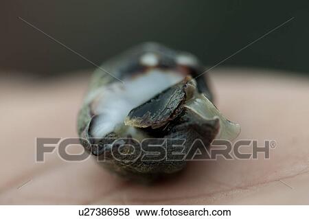 Stock Photo - Close-up of a snail, Puerto Egas, Santiago Island, Galapagos Islands, Ecuador. Fotosearch