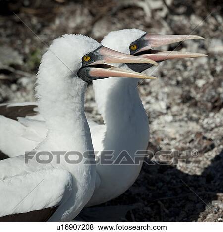 Stock Photo - Close-up of a two Nazca boobies (Sula granti), Prince Philip's Steps, Genovesa Island, Galapagos Islands, Ecuador. Fotosearch