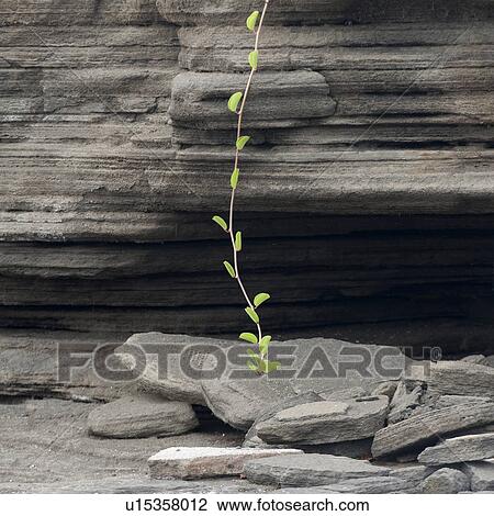 Stock Image - Close-up of a vine on rock, Puerto Egas, Santiago Island, Galapagos Islands, Ecuador. Fotosearch