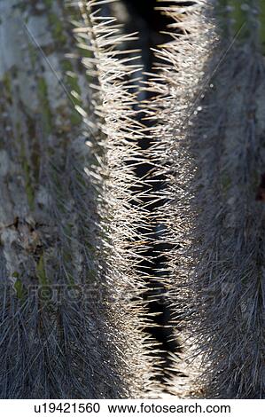 Stock Image - Close-up of cactus, Puerto Baquerizo Moreno, San Cristobal Island, Galapagos Islands, Ecuador. Fotosearch