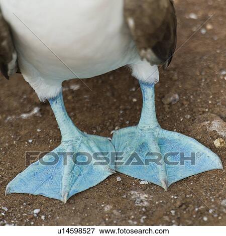 Stock Photo - Close-up of claws of a Blue-Footed booby (Sula nebouxii), North Seymour Island, Galapagos Islands, Ecuador. Fotosearch