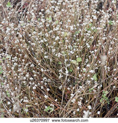 Stock Photo - Close-up of flowering plants, Puerto Egas, Santiago Island, Galapagos Islands, Ecuador. Fotosearch