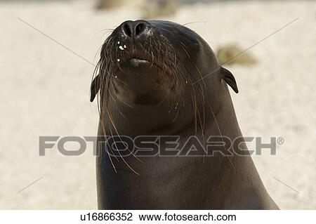 Stock Image - Close-up of Galapagos sea lion (Zalophus californianus wollebacki), Darwin Bay, Genovesa Island, Galapagos Islands, Ecuador. Fotosearch