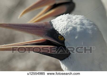 Stock Photography - Close-up of Nazca booby (Sula granti), Prince Philip's Steps, Genovesa Island, Galapagos Islands, Ecuador. Fotosearch