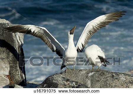 Close-up of Nazca Booby (Sula granti) on a coast, Punta Suarez, Espanola Island, Galapagos Islands, Ecuador View Large Photo Image Stock Photography - Close-up of Nazca Booby (Sula granti) on a coast, Punta Suarez, Espanola Island, Galapagos Islands, Ecuador. Fotosearch