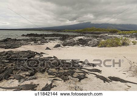 Colony of Marine iguanas (Amblyrhynchus cristatus), Punta Espinoza, Fernandina Island, Galapagos Islands, Ecuador View Large Photo Image Picture - Colony of Marine iguanas (Amblyrhynchus cristatus), Punta Espinoza, Fernandina Island, Galapagos Islands, Ecuador. Fotosearch