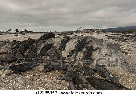 Stock Image - Colony of Marine iguanas (Amblyrhynchus cristatus), Punta Espinoza, Fernandina Island, Galapagos Islands, Ecuador. Fotosearch