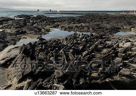 Colony of Marine iguanas (Amblyrhynchus cristatus), Punta Espinoza, Fernandina Island, Galapagos Islands, Ecuador View Large Photo Image Stock Photo - Colony of Marine iguanas (Amblyrhynchus cristatus), Punta Espinoza, Fernandina Island, Galapagos Islands, Ecuador. Fotosearch