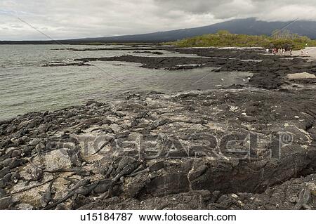 Stock Photo - Colony of Marine iguanas (Amblyrhynchus cristatus), Punta Espinoza, Fernandina Island, Galapagos Islands, Ecuador. Fotosearch