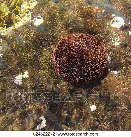 Coral underwater, Tagus Cove, Isabela Island, Galapagos Islands, Ecuador View Large Photo Image Stock Image - Coral underwater, Tagus Cove, Isabela Island, Galapagos Islands, Ecuador. Fotosearch