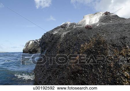 Crabs on a rock, Gardner Bay, Espanola Island, Galapagos Islands, Ecuador View Large Photo Image Stock Image - Crabs on a rock, Gardner Bay, Espanola Island, Galapagos Islands, Ecuador. Fotosearch