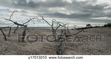 Dead trees on the beach with Kicker Rock in the background, San Cristobal Island, Galapagos Islands, Ecuador View Large Photo Image Stock Image - Dead trees on the beach with Kicker Rock in the background, San Cristobal Island, Galapagos Islands, Ecuador. Fotosearch
