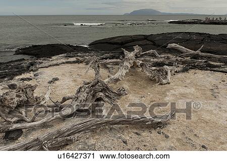 Driftwood on the coast, Punta Espinoza, Fernandina Island, Galapagos Islands, Ecuador View Large Photo Image Stock Image - Driftwood on the coast, Punta Espinoza, Fernandina Island, Galapagos Islands, Ecuador. Fotosearch