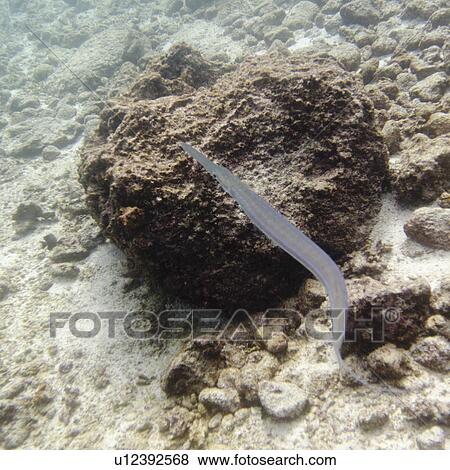 Stock Photo - Eel on a rock underwater, Puerto Egas, Santiago Island, Galapagos Islands, Ecuador. Fotosearch
