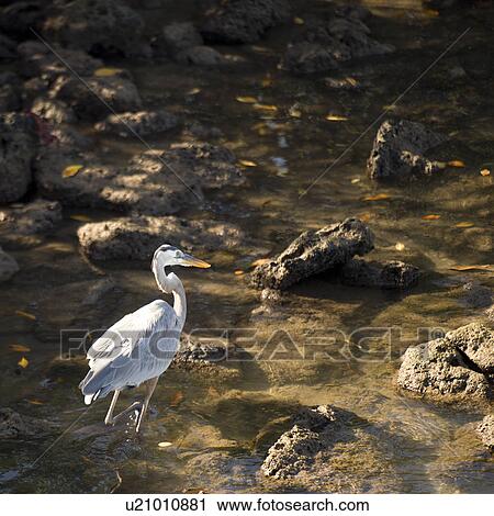 Egret wading in water, Santa Cruz Island, Galapagos Islands, Ecuador View Large Photo Image Stock Image - Egret wading in water, Santa Cruz Island, Galapagos Islands, Ecuador. Fotosearch