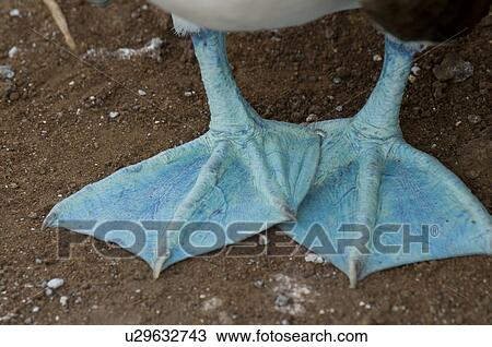 Stock Image - Feet of a Blue-Footed booby (Sula nebouxii), North Seymour Island, Galapagos Islands, Ecuador. Fotosearch