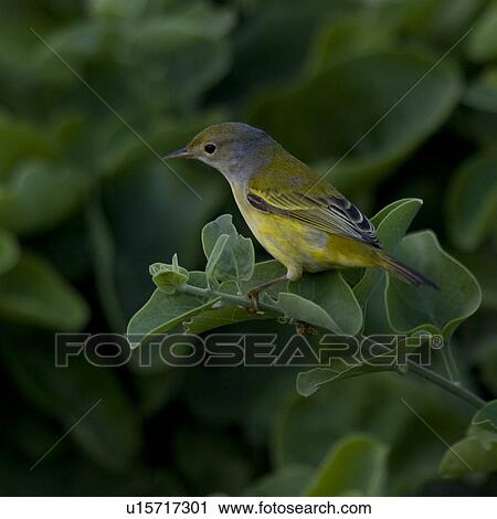 Stock Image - Finch perching on a branch, Santa Cruz Island, Galapagos Islands, Ecuador. Fotosearch