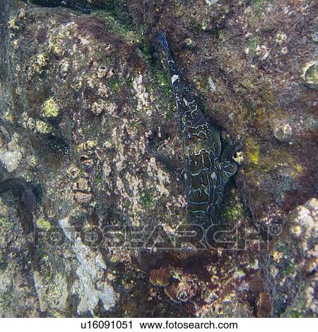 Stock Image - Fish on a rock underwater, Gardner Bay, Espanola Island, Galapagos Islands, Ecuador. Fotosearch