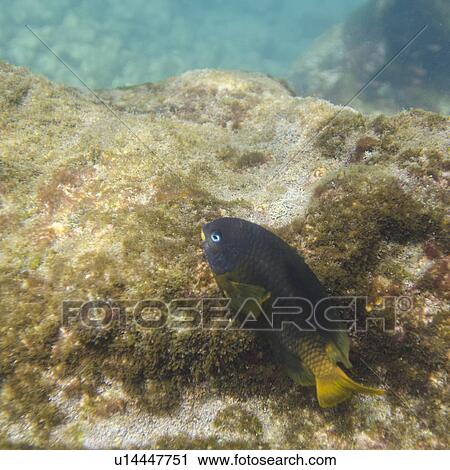 Stock Image - Fish on a rock underwater, Puerto Egas, Santiago Island, Galapagos Islands, Ecuador. Fotosearch