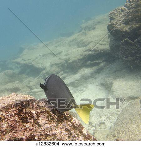 Picture - Fish swimming underwater, Bartolome Island, Galapagos Islands, Ecuador. Fotosearch