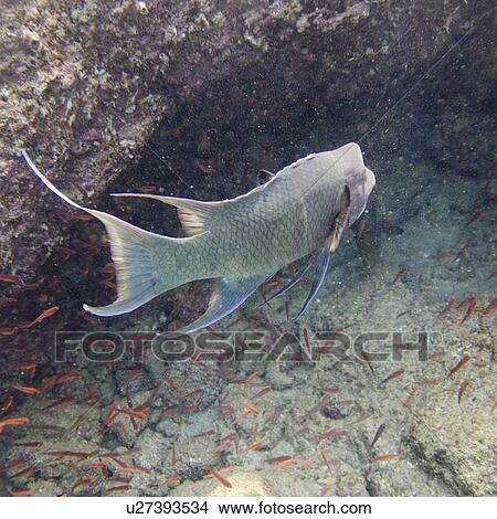 Fish swimming underwater, Bartolome Island, Galapagos Islands, Ecuador View Large Photo Image Picture - Fish swimming underwater, Bartolome Island, Galapagos Islands, Ecuador. Fotosearch