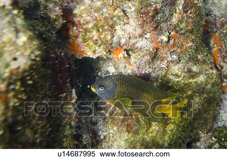 Stock Photography - Fish swimming underwater, Bartolome Island, Galapagos Islands, Ecuador. Fotosearch
