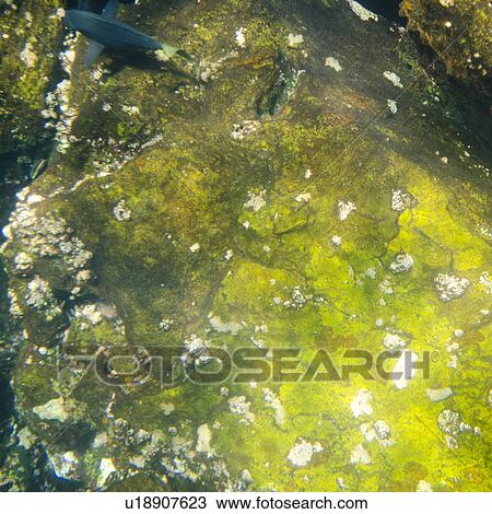 Stock Image - Fish swimming underwater, Darwin Bay, Genovesa Island, Galapagos Islands, Ecuador. Fotosearch