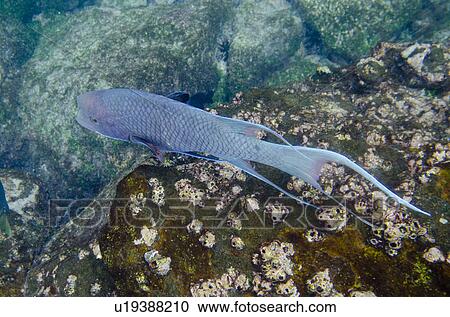 Fish swimming underwater, Gardner Bay, Espanola Island, Galapagos Islands, Ecuador View Large Photo Image Stock Image - Fish swimming underwater, Gardner Bay, Espanola Island, Galapagos Islands, Ecuador. Fotosearch