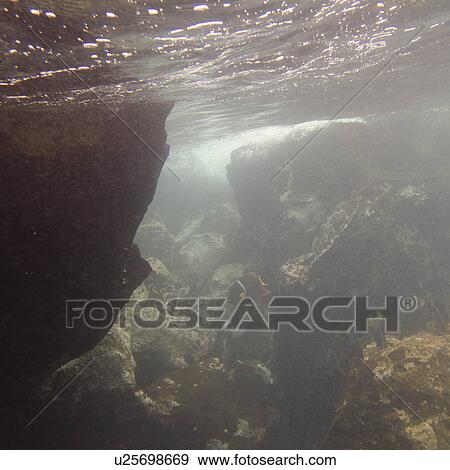 Stock Photo - Fish swimming underwater, Gardner Bay, Espanola Island, Galapagos Islands, Ecuador. Fotosearch