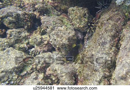 Fish swimming underwater, Puerto Egas, Santiago Island, Galapagos Islands, Ecuador View Large Photo Image Stock Image - Fish swimming underwater, Puerto Egas, Santiago Island, Galapagos Islands, Ecuador. Fotosearch
