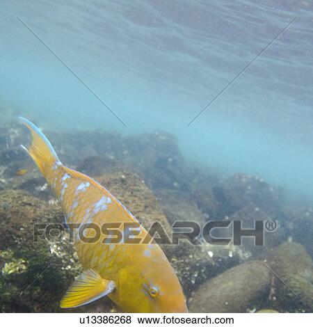 Fish swimming underwater, Puerto Egas, Santiago Island, Galapagos Islands, Ecuador View Large Photo Image Stock Photo - Fish swimming underwater, Puerto Egas, Santiago Island, Galapagos Islands, Ecuador. Fotosearch