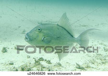 Fish swimming underwater, Santa Cruz Island, Galapagos Islands, Ecuador View Large Photo Image Stock Photograph - Fish swimming underwater, Santa Cruz Island, Galapagos Islands, Ecuador. Fotosearch