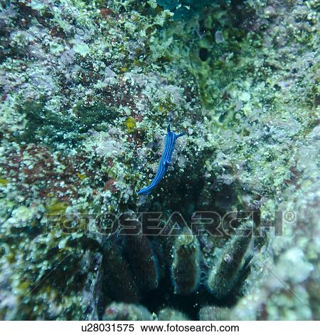 Fish swimming underwater, Santa Cruz Island, Galapagos Islands, Ecuador View Large Photo Image Stock Photography - Fish swimming underwater, Santa Cruz Island, Galapagos Islands, Ecuador. Fotosearch