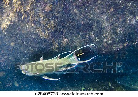 Fish swimming underwater, Tagus Cove, Isabela Island, Galapagos Islands, Ecuador View Large Photo Image Stock Photo - Fish swimming underwater, Tagus Cove, Isabela Island, Galapagos Islands, Ecuador. Fotosearch