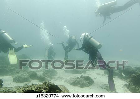 Picture - Five people scuba diving underwater, Santa Cruz Island, Galapagos Islands, Ecuador. Fotosearch