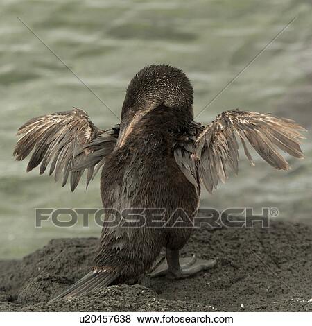 Flightless cormorant (Phalacrocorax harrisi), Punta Espinoza, Fernandina Island, Galapagos Islands, Ecuador View Large Photo Image Stock Photo - Flightless cormorant (Phalacrocorax harrisi), Punta Espinoza, Fernandina Island, Galapagos Islands, Ecuador. Fotosearch