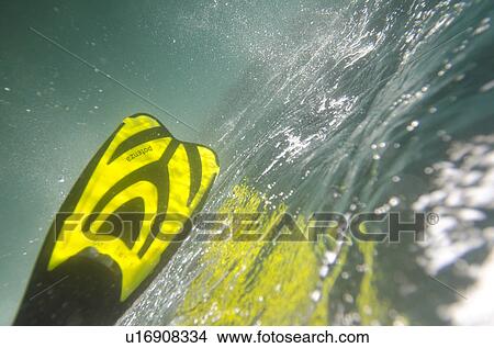 Flippers of a scuba diver underwater, Puerto Egas, Santiago Island, Galapagos Islands, Ecuador View Large Photo Image Picture - Flippers of a scuba diver underwater, Puerto Egas, Santiago Island, Galapagos Islands, Ecuador. Fotosearch
