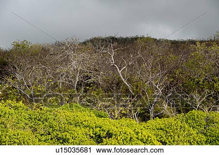 Forest, Playa Ochoa, San Cristobal Island, Galapagos Islands, Ecuador View Large Photo Image Stock Image - Forest, Playa Ochoa, San Cristobal Island, Galapagos Islands, Ecuador. Fotosearch