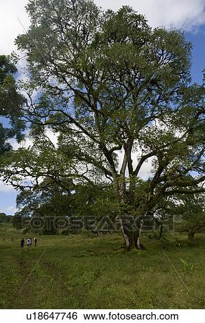Stock Photograph - Forest, Santa Cruz Island, Galapagos Islands, Ecuador. Fotosearch