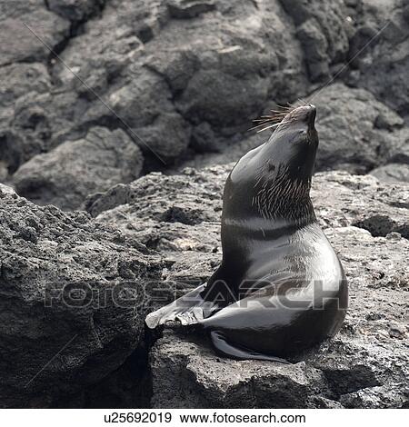 Fur seal on a rock, Puerto Egas, Santiago Island, Galapagos Islands, Ecuador View Large Photo Image Stock Photo - Fur seal on a rock, Puerto Egas, Santiago Island, Galapagos Islands, Ecuador. Fotosearch