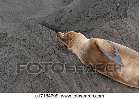 Fur seal, Puerto Egas, Santiago Island, Galapagos Islands, Ecuador View Large Photo Image Stock Photo - Fur seal, Puerto Egas, Santiago Island, Galapagos Islands, Ecuador. Fotosearch