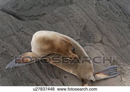 Fur seal, Puerto Egas, Santiago Island, Galapagos Islands, Ecuador View Large Photo Image Stock Photo - Fur seal, Puerto Egas, Santiago Island, Galapagos Islands, Ecuador. Fotosearch