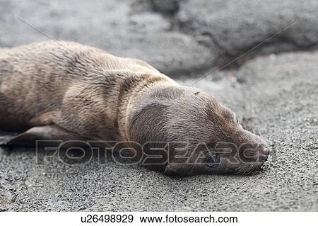 Stock Photo - Fur seal pup lying on rock, Puerto Egas, Santiago Island, Galapagos Islands, Ecuador. Fotosearch