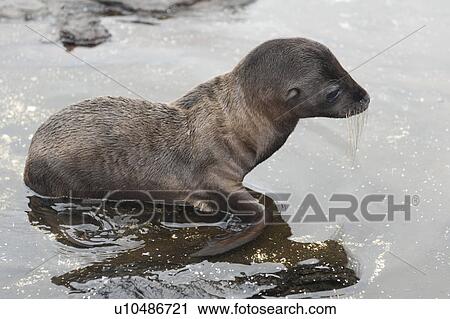 Fur seal pup, Puerto Egas, Santiago Island, Galapagos Islands, Ecuador View Large Photo Image Stock Image - Fur seal pup, Puerto Egas, Santiago Island, Galapagos Islands, Ecuador. Fotosearch
